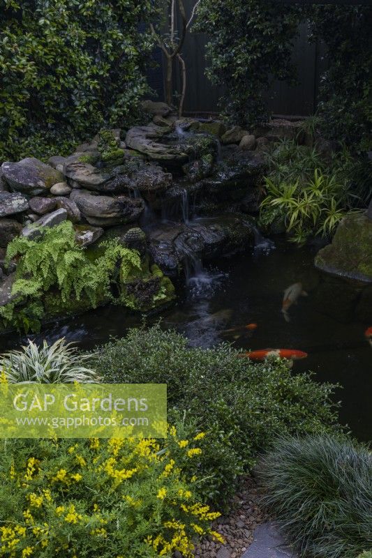 Koi carp pond with a waterfall with a Genista in the foreground with yellow flowers.