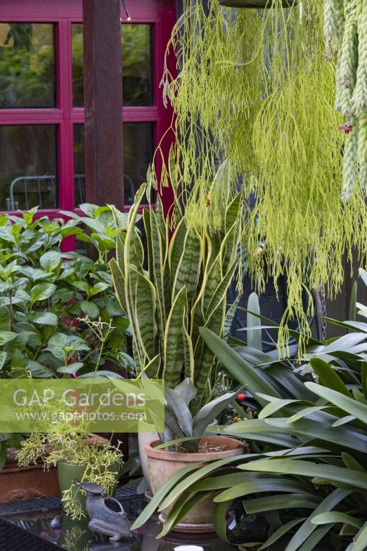 A display of potted plants on an outdoor glass topped table featuring a variegated Sansevieria and a trailing Rhipsalis.