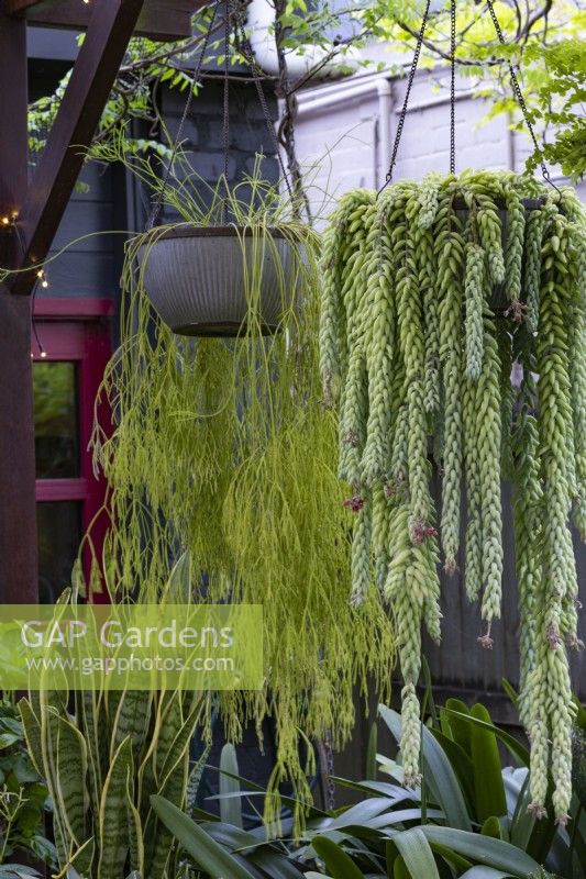 Two hanging baskets with succulents: Rhipsalis, on the left, and Sedum morganianum, on the right.