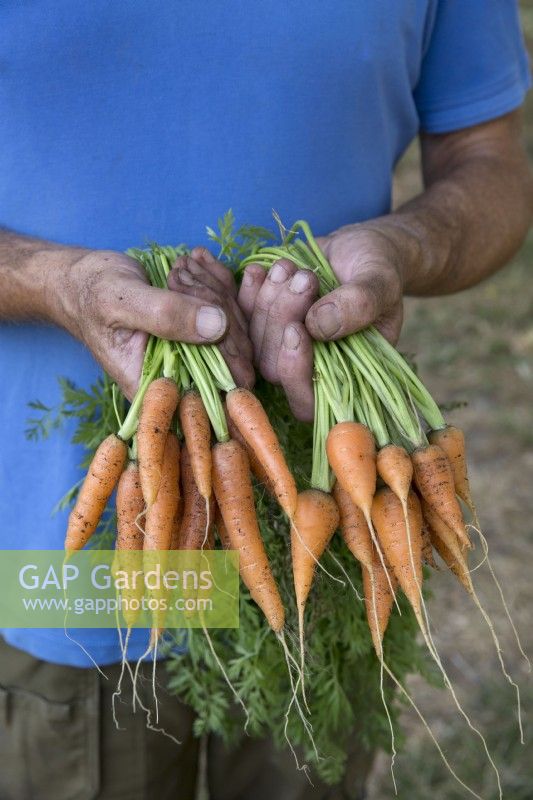 Carrot 'Speedo' and 'Cascade'
