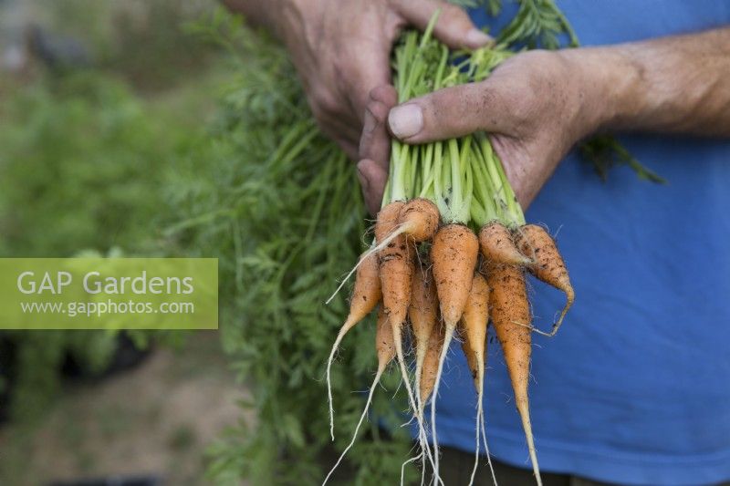 Carrot 'Early Scarlet Horn'
