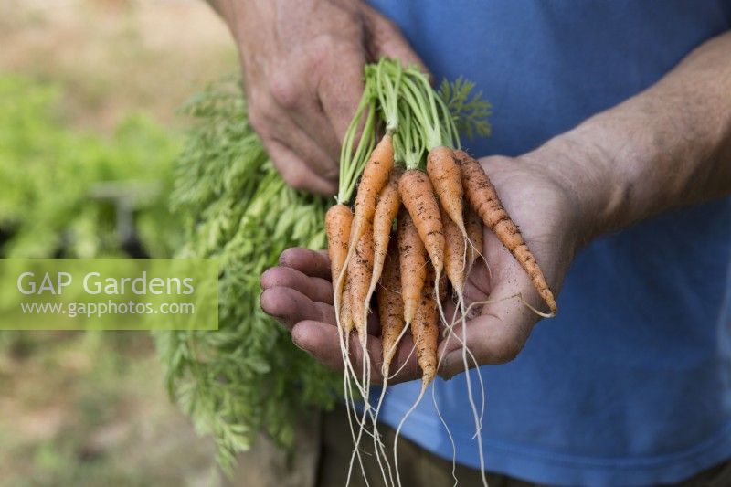 Carrot 'Marion'

