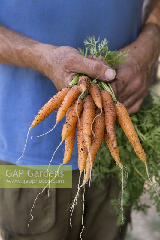 Carrot 'Speedo'
