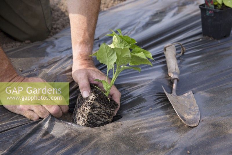 Planting young peppers through black plastic weed suppressant

