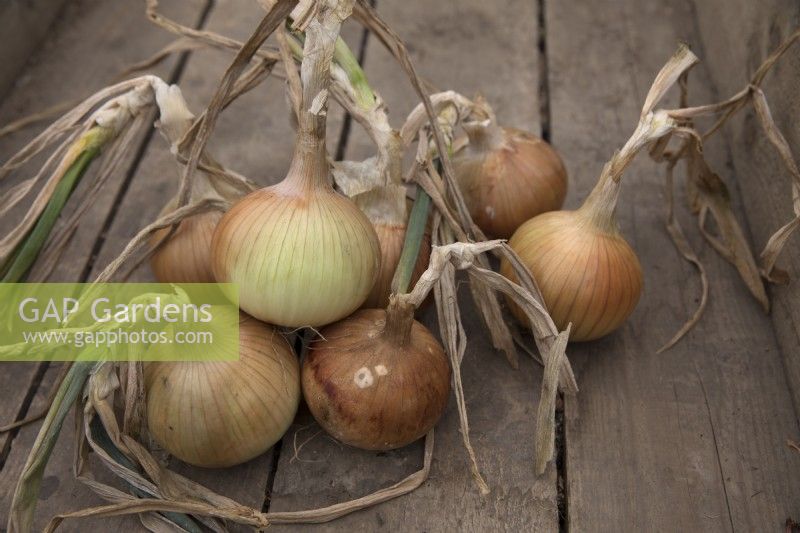 Onion 'Armstrong'
