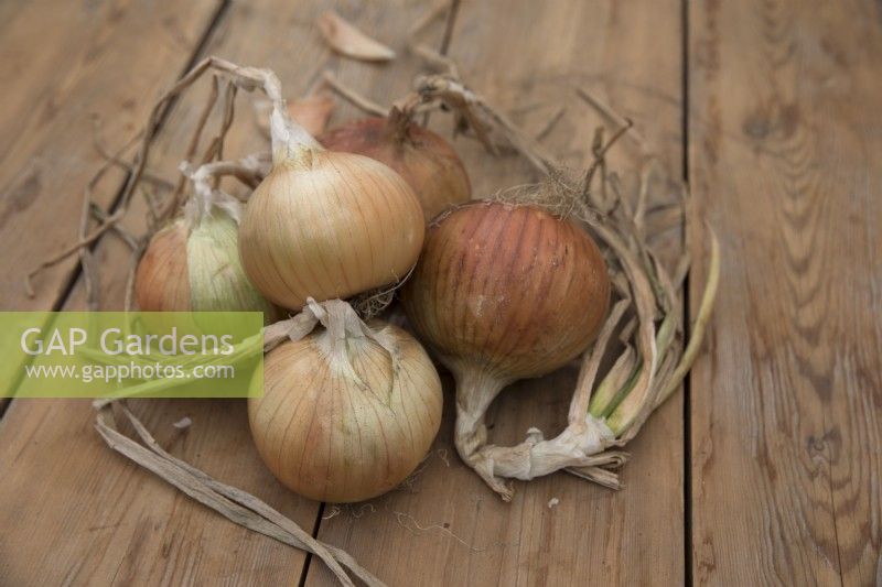 Onion 'Bonus'
