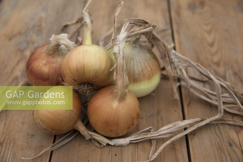 Onion 'Giant Zittau'

