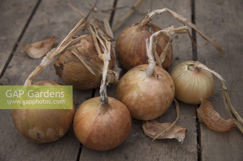 Onion 'Golden Bear'
