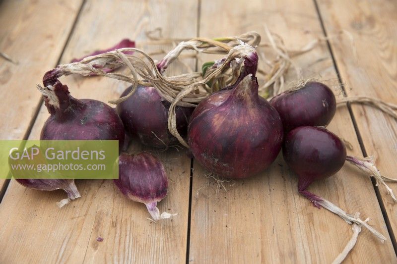 Onion 'Holland Blood Red'
