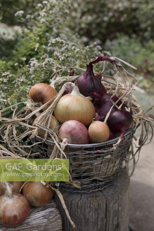 Different varieties of red and white onions in metal basket in outdoor location