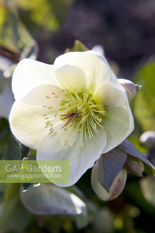 Hellebore 'Molly's White'
