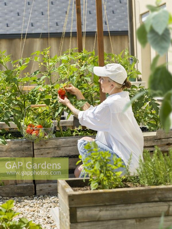 Young woman picking ripe tomatoes in urban vegetable garden, summer August