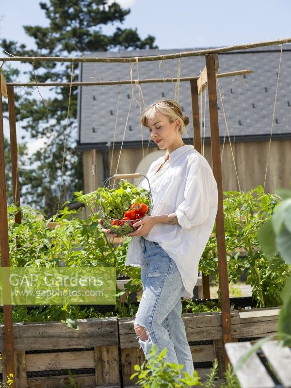 Young woman holding a wire trug of ripe tomatoes in urban vegetable garden, summer August