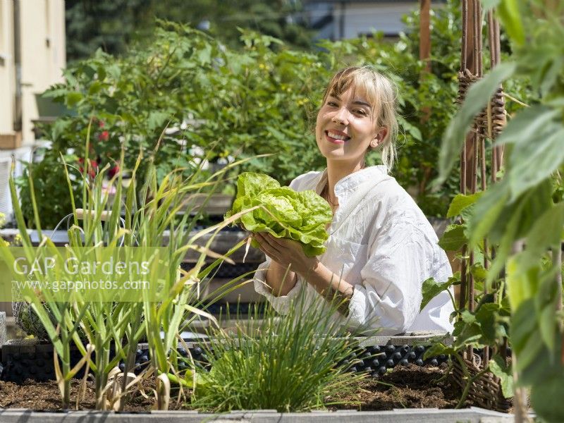 Young woman harvesting lettuce from a raised bed of mixed vegetables in urban vegetable garden, summer August