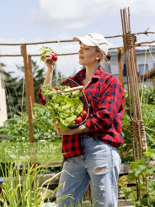 Young woman holding a wire trug of radish, lettuce and tomatoes in urban vegetable garden, summer August
