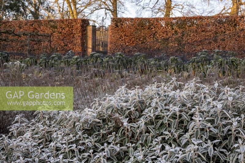 Frost coated Salvia officinalis - sage, lavender and cabbages growing by a beech hedge, Fagus sylvatica.