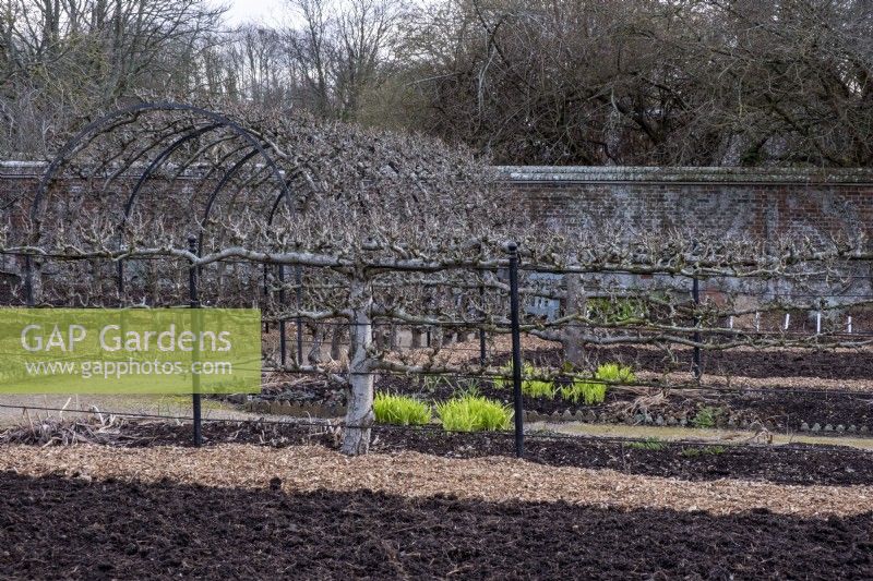 Espalier pear trees, Pyrus  sp., in  winter  are planted along the paths and pergola in the kitchen garden at West Dean Gardens