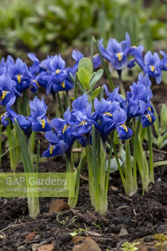 Blue Iris reticulata, flowers.