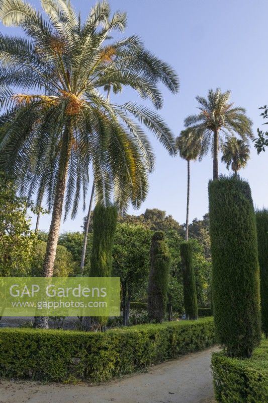 Date palms, Phoenix dactylifera, tower over topiary hedging. Real Alcazar Palace gardens, Seville. Spain. September. 