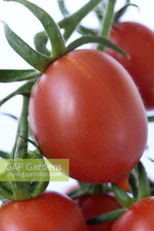Solanum lycopersicum var. lycopersicum  'Principe Borghese'  Plum tomato  Syn. Lycopersicon esculentum  September
