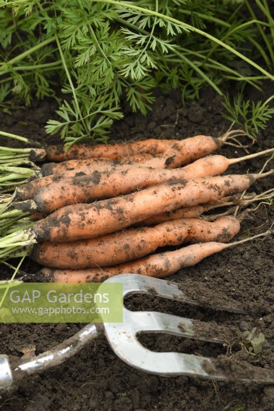 Handfork by freshly lifted carrots  Daucus carota  'Marion'  September