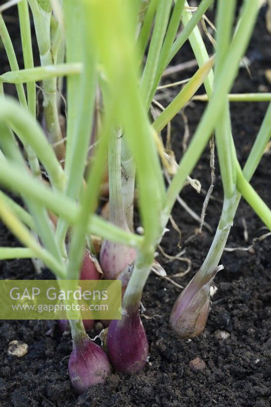 Allium cepa  Aggregatum Group  'Figaro'  Seed grown shallots  September