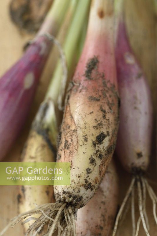 Allium cepa  Aggregatum Group  'Figaro'  Freshly harvested seed grown shallots  September