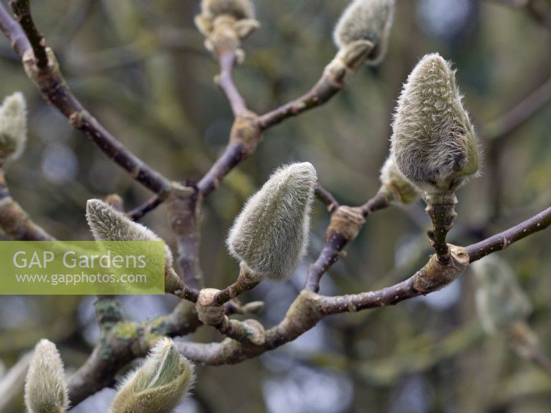 Magnolia 'Vulcan' buds in mid February
