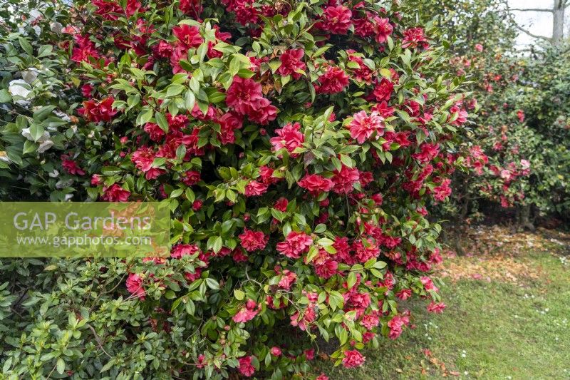 Camellia x williamsii 'Coral Delight'.
Parco delle Camelie, Camellia Park, Locarno, Switzerland