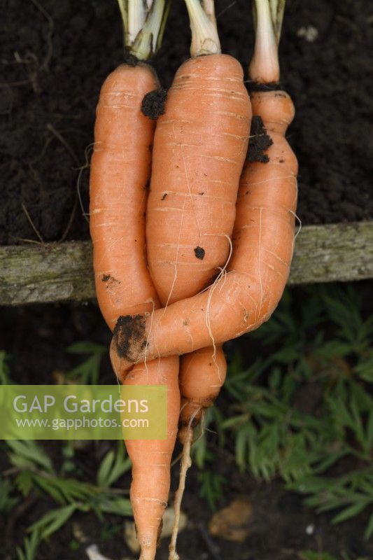 Daucus carota  'Marion'  Freshly lifted carrots twisted together  September