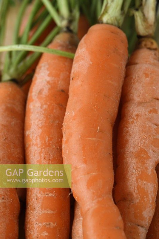 Daucus carota  'Marion'  Freshly lifted carrots  September