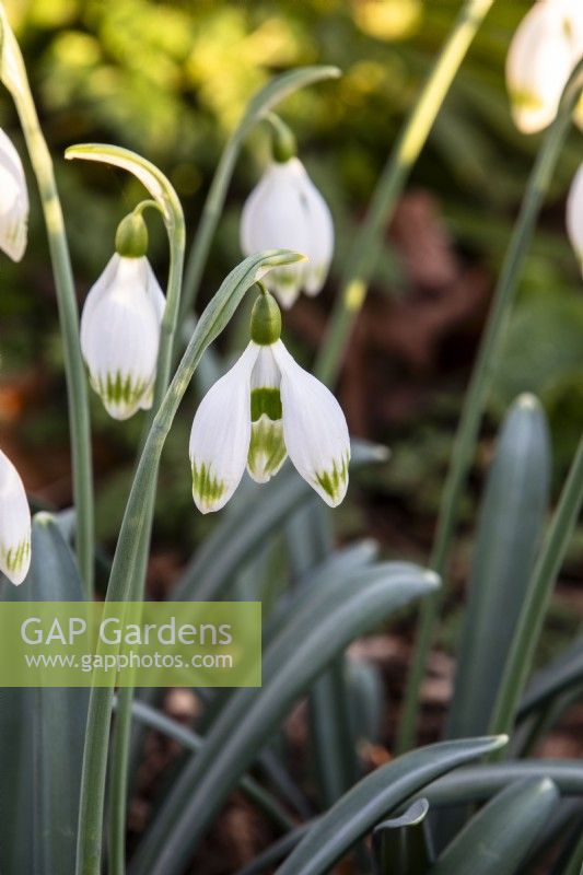 Galanthus 'Greenfinch' - snowdrop - February