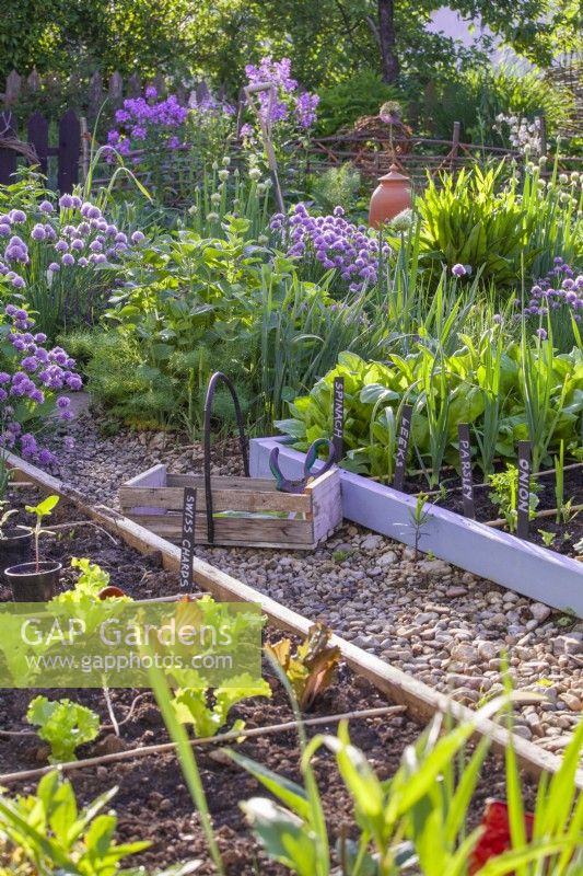 Kitchen garden in spring with raised beds full of young vegetables and a wooden trug.