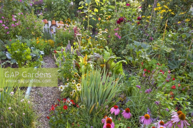 Edible garden combined with annual and perennial flowers including Echinacea purpurea, Verbena bonariensis, Dahlia, Agastache, Tropaeolum majus, Calendula officinalis, Tagetes tenuifolia and others with a path to the garden gate.
