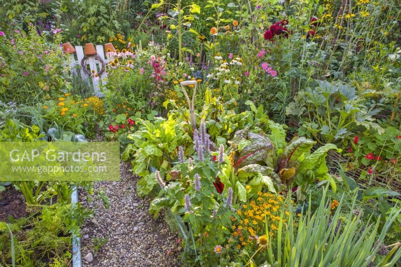 Edible garden combined with annual and perennial flowers including Echinacea purpurea, Verbena bonariensis, Dahlia, Agastache, Tropaeolum majus,  Calendula officinalis, Agastache, Tagetes tenuifolia and others with a path to the garden gate.