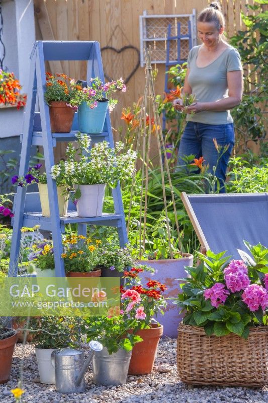 Display of containers with young bedding flowers on a ladder and Hydrangea in a wicker basket on a gravel terrace. Woman working in the garden in the background.
