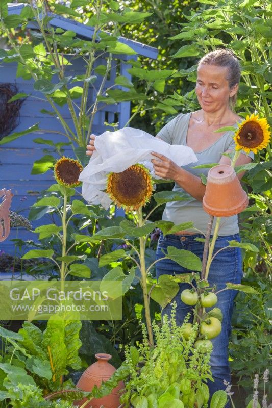 Woman covers sunflower with a fleece bag.