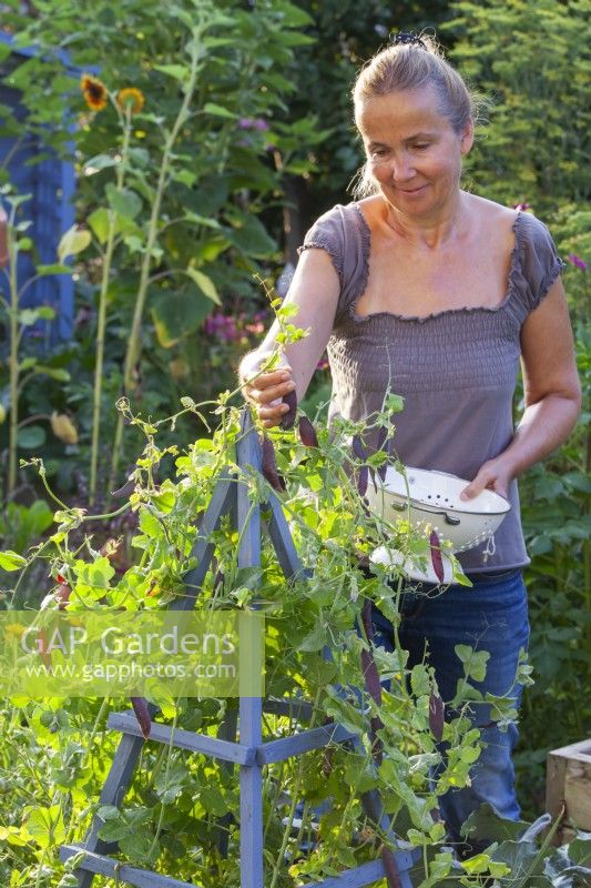 Woman picking Pisum sativum 'Blauwschokker'.