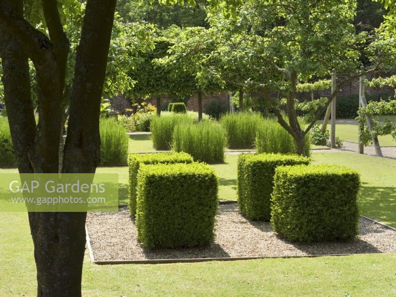 Modern garden with buxus and ornamental grass squares