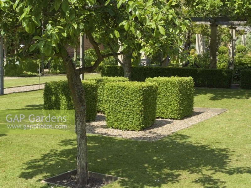 Clipped buxus squares