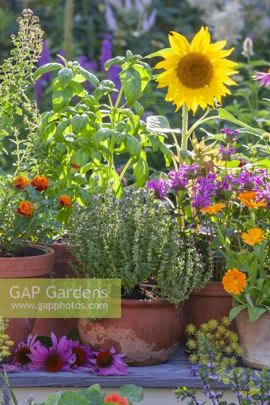 Containers with thyme, French and pot marigold, basil, bergamot and sunflower.