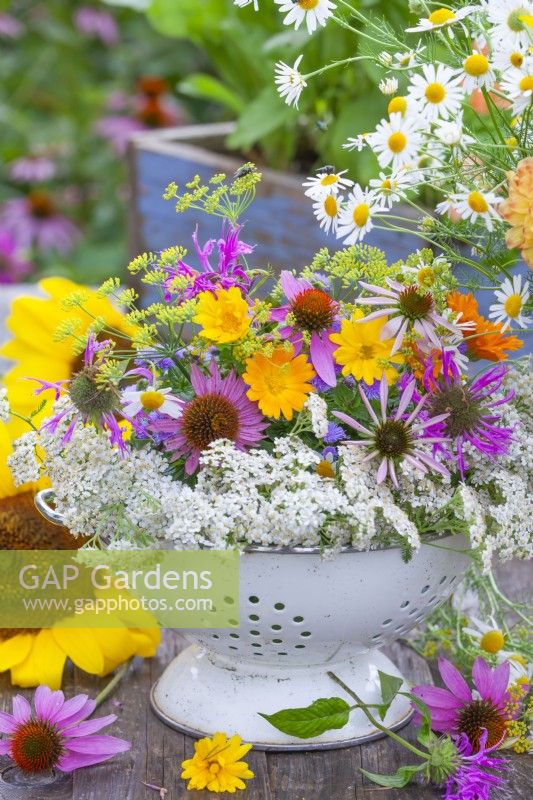 Colander with harvested edible flowers including yarrow, pot marigold, coneflowers, bergamot, fennel and chamomile.