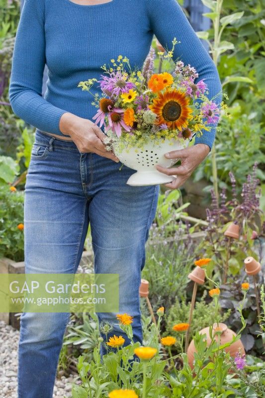 Colander of harvested edible flowers including Sunflowers, Echinacea, calendula, Monarda, Tropaeolum, Fennel and Agastache.