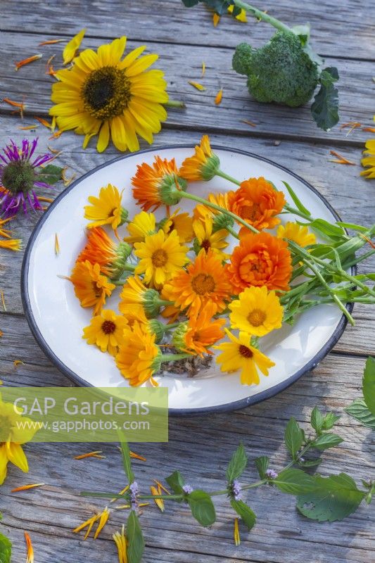 Harvested pot marigold - Calendula officinalis on enamel plate and some other edible flowers.