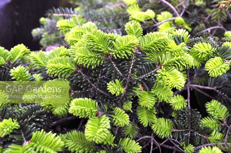 Abies balsamea 'Prostrata' with new young growth. May