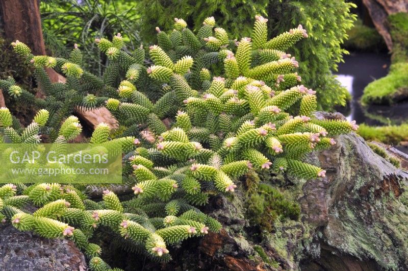 Abies pinsapo 'Aurea', Golden Spanish fir with new growths, yellow needles and young fruits. May