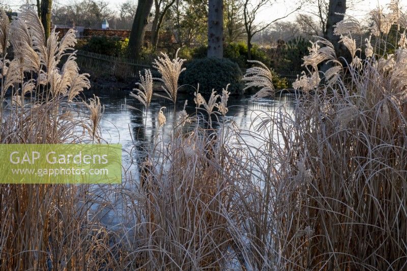 Looking through the stems  of Miscanthus sinensis, across a frozen pond.