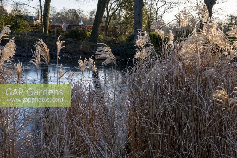 Looking through the stems  of Miscanthus sinensis, across a frozen pond to a beech hedge, Fagus sylvatica at Redisham Hall Nursery.