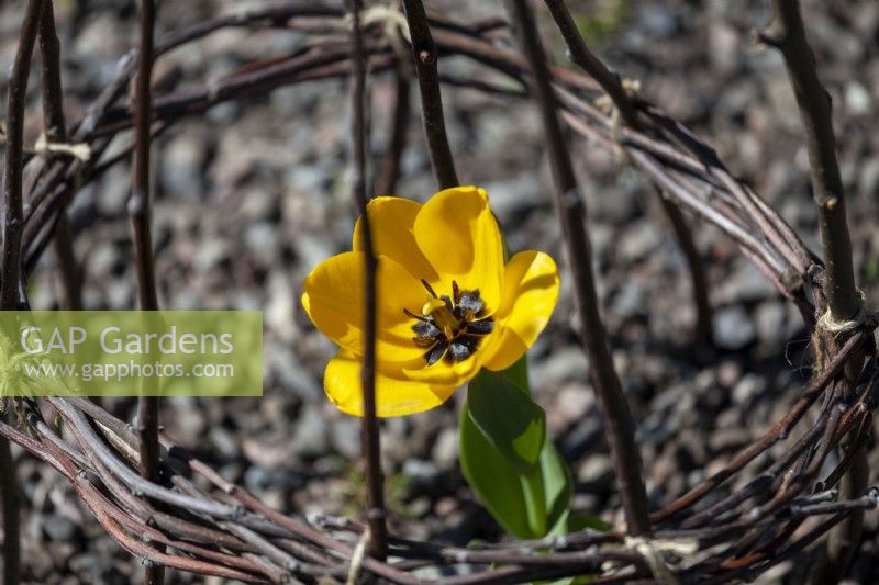 yellow tulip - tulipa with black in the middle, blooms wide on a spring day. Protected with thin apple branches from deer. Upright bulbous perennial 