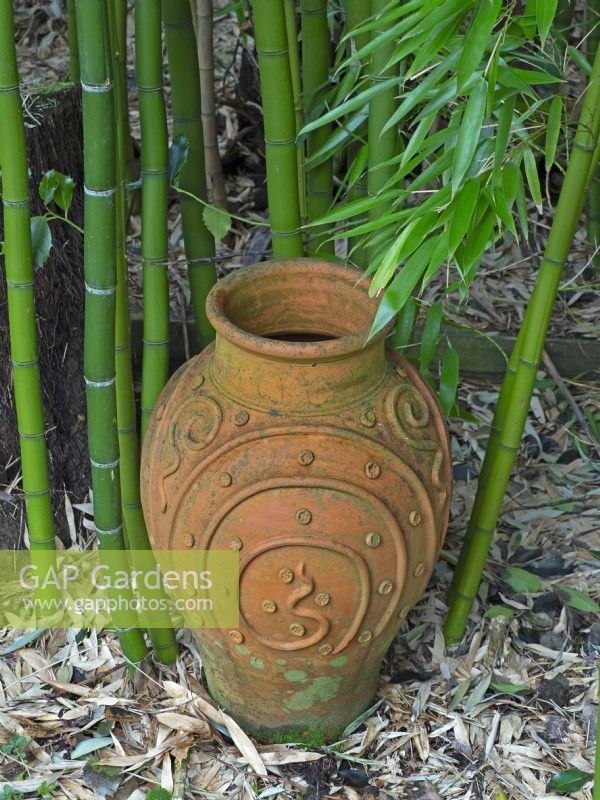 Phyllostachys dulcis  Bamboo with terracotta urn  late February 